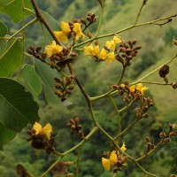 Pterocarpus marsupium Roxb.